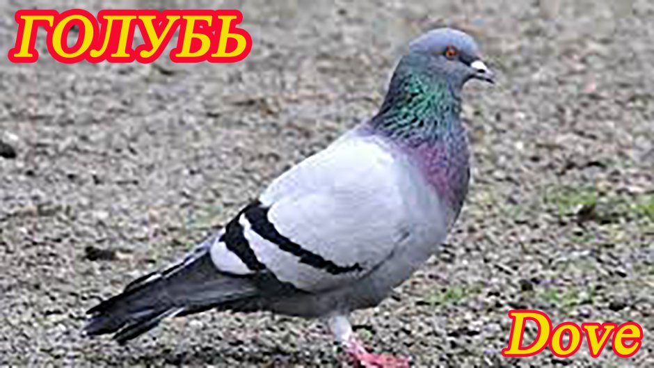 Окрас Сизых голубей