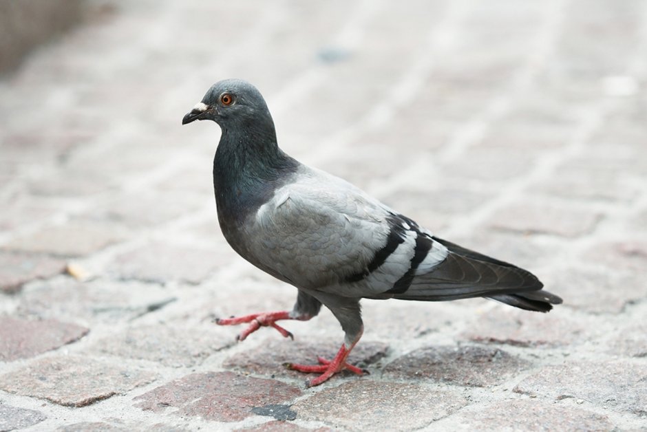 Feral Pigeon