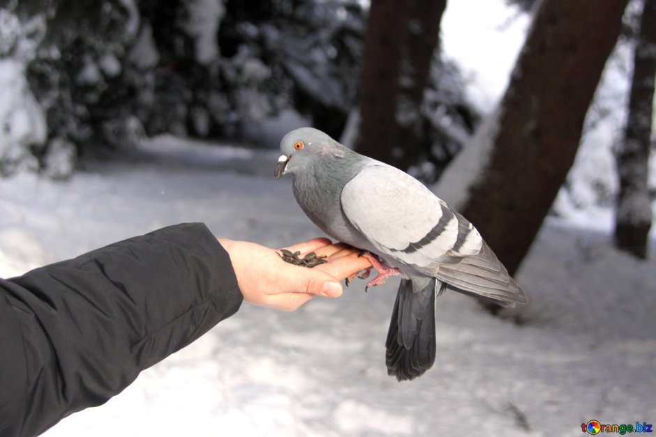 Голубь клюет