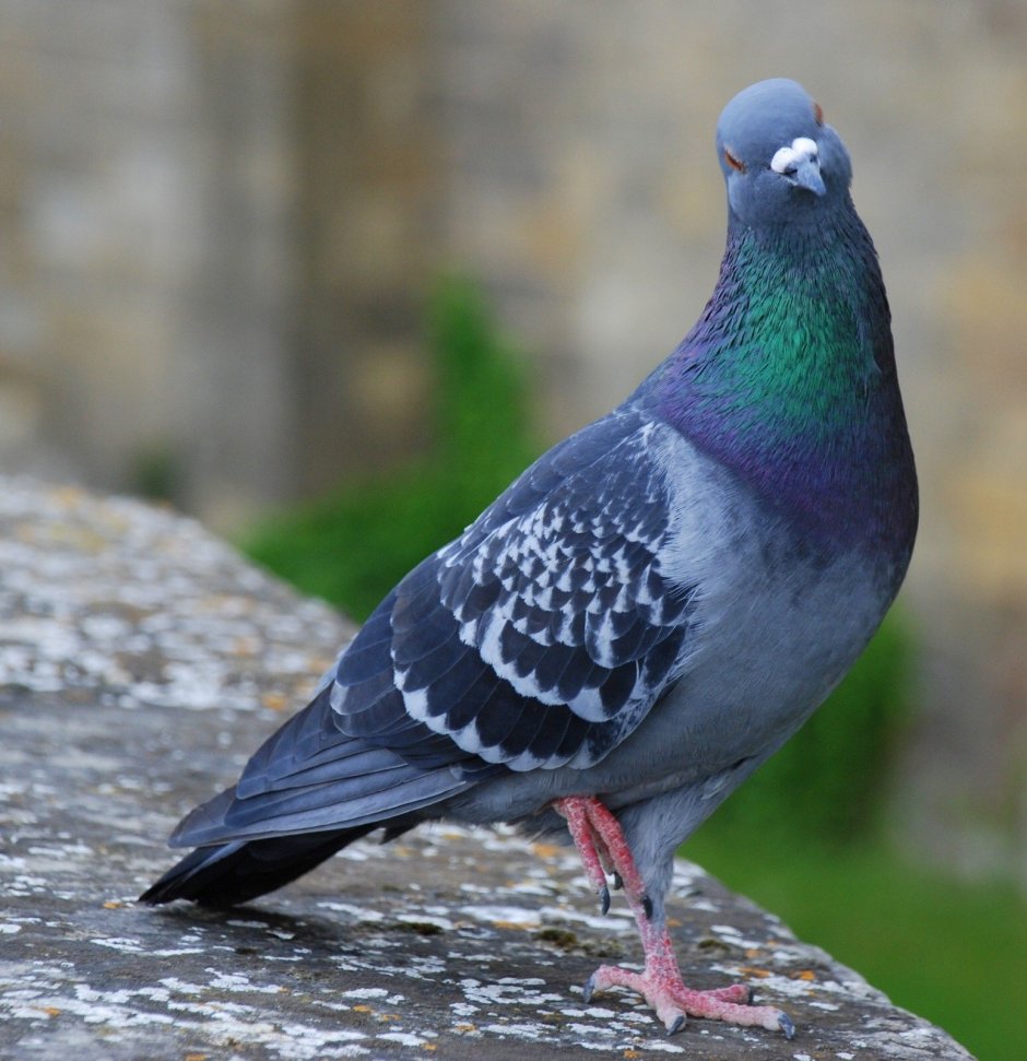 Пурпурный голубь / Columba punicea