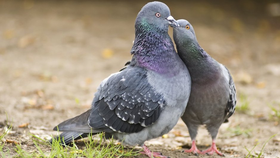 Columba Livia