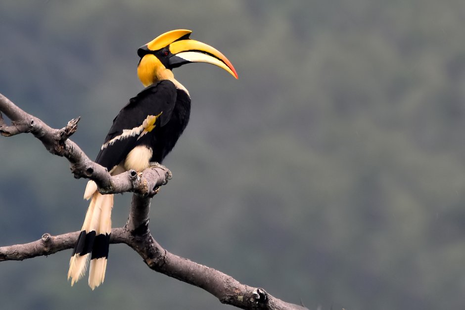 Двурогий калао / great Hornbill (Buceros bicornis)