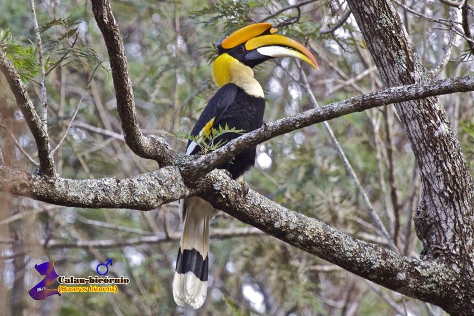 Buceros bicornis