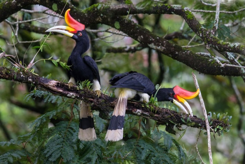 Hornbill птица