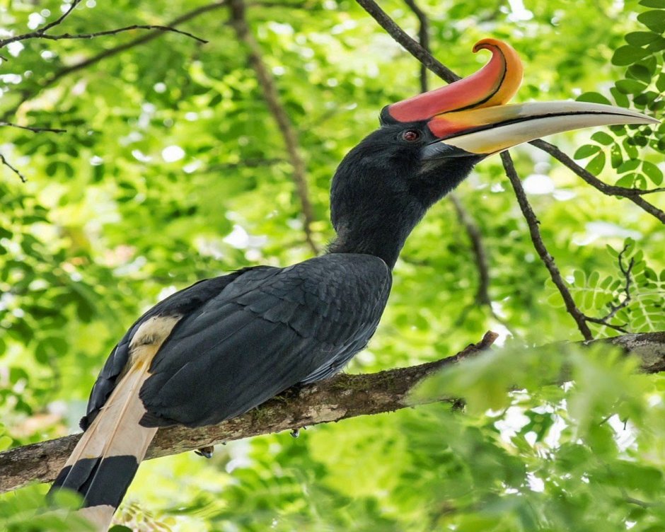 Rhinoceros Hornbill