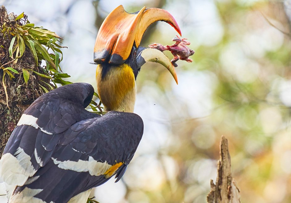 Great Hornbill птица
