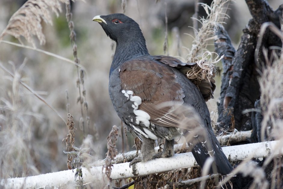 Средний дятел (Dendrocopos Medius)