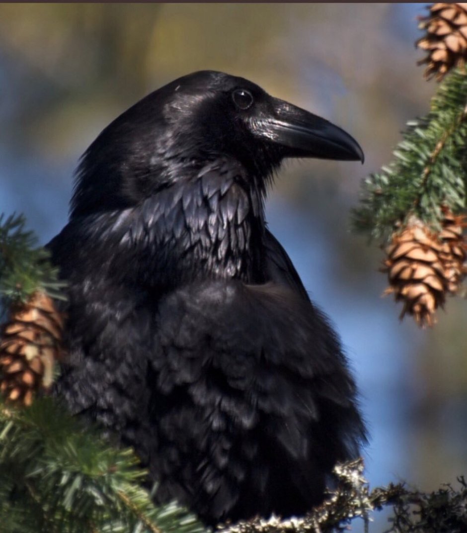 Corvus Corax птица