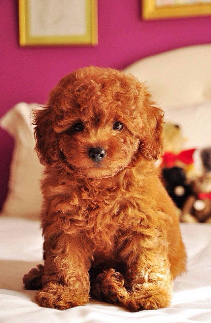 Пудель мальтипу рыжие