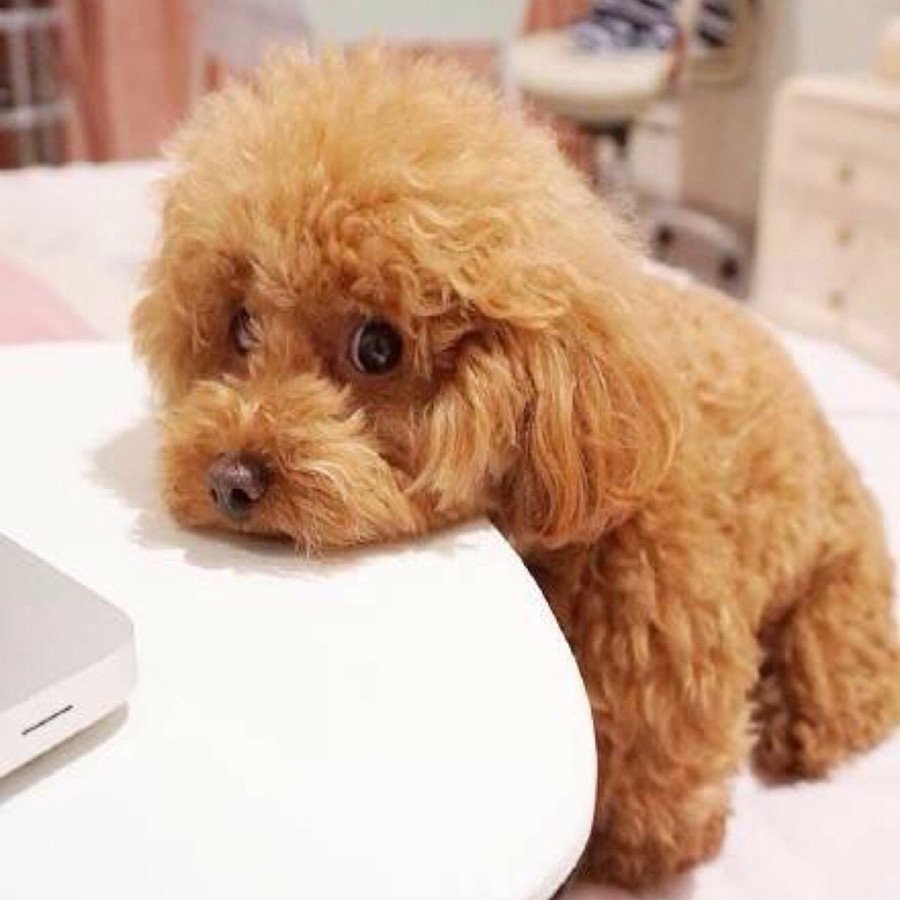 Тедди пудель мальтипу