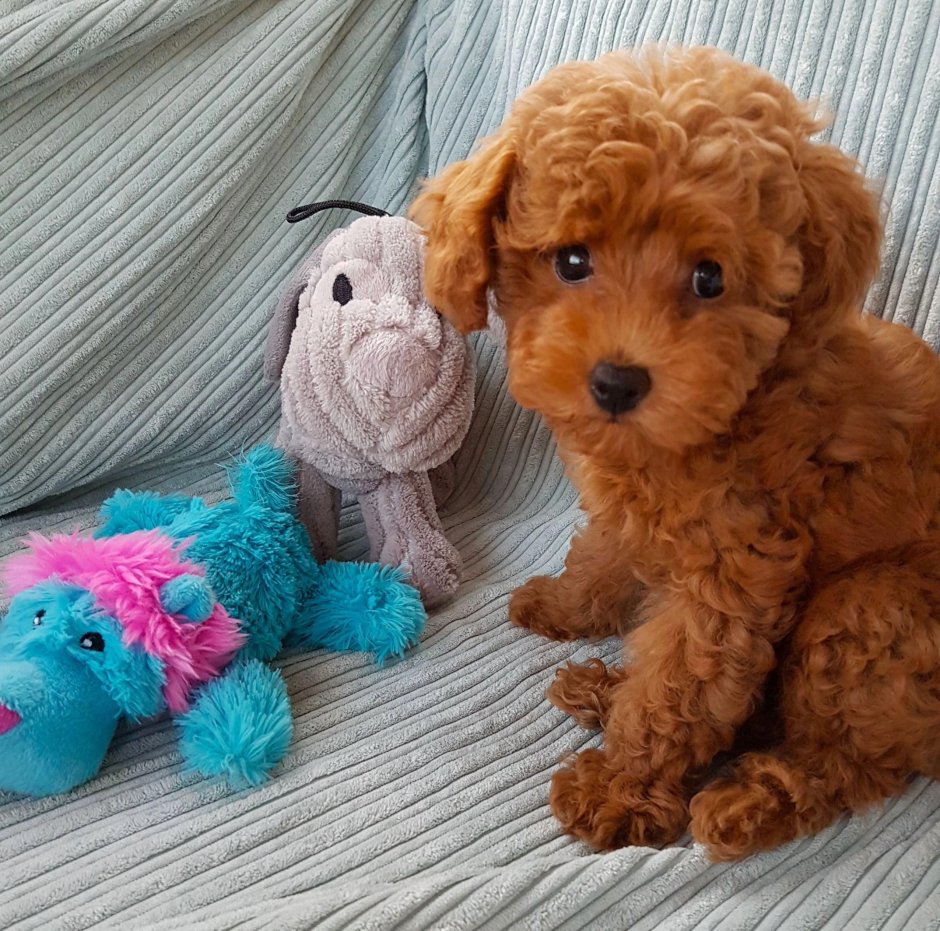 Карликовый пудель рыжий