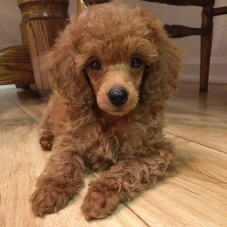 Мальтипу ред Браун