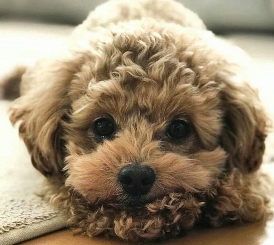 Карликовый пудель кудрявый