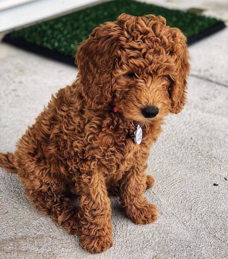 Тикап Тедди пудель