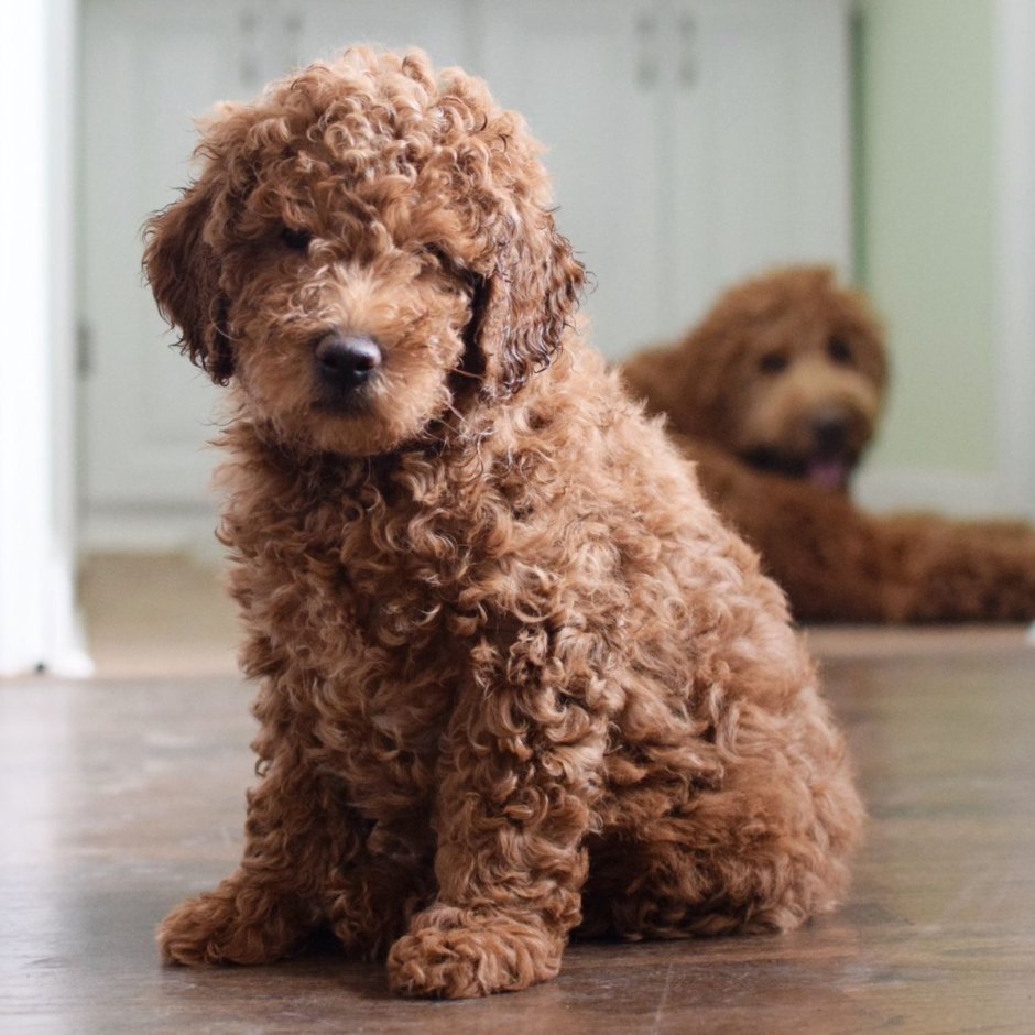 Тедди пудель мальтипу