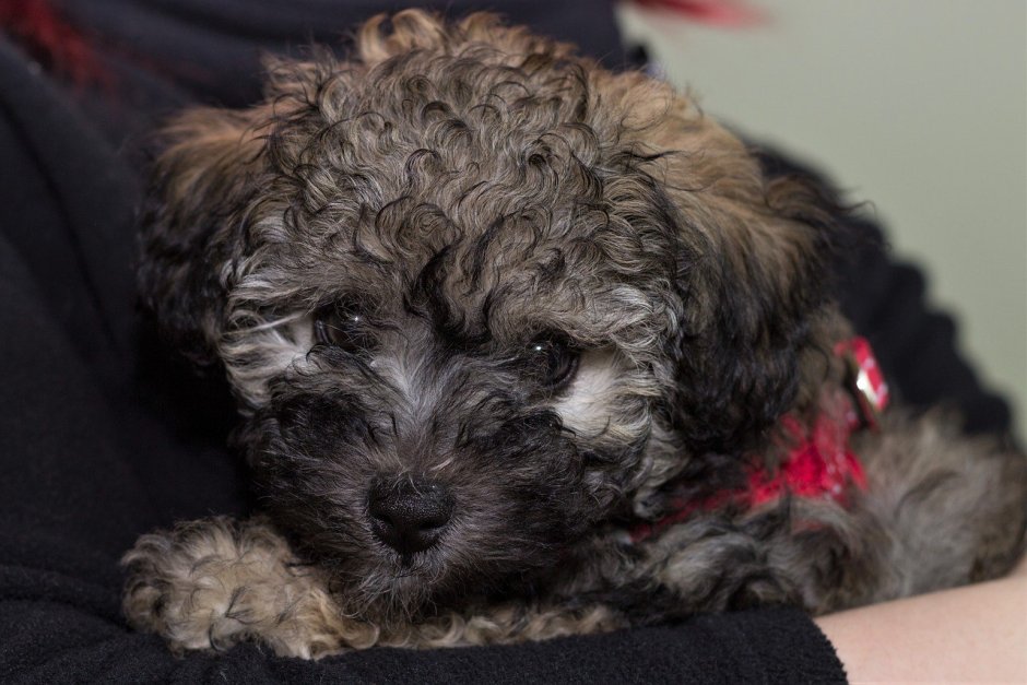 Пудель мальтипу