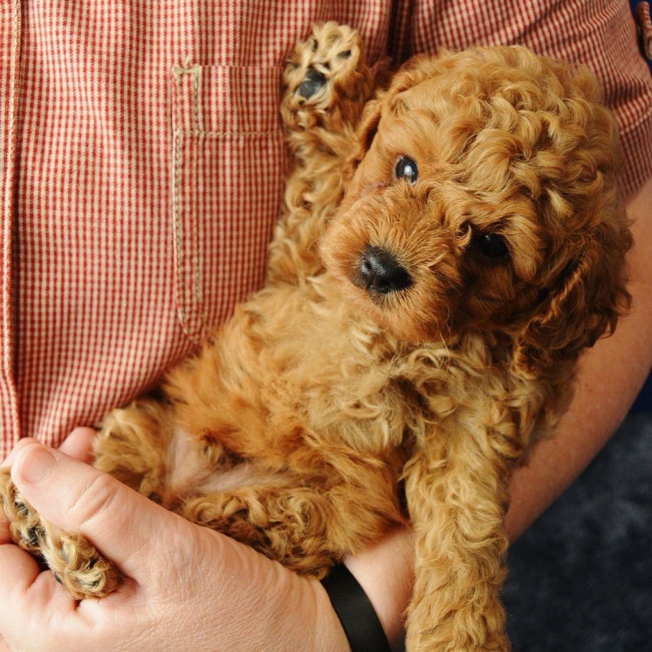 Той пудель кудрявый