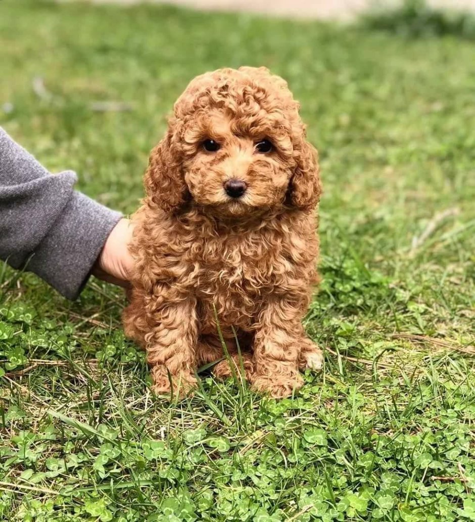 Карликовый пудель рыжий