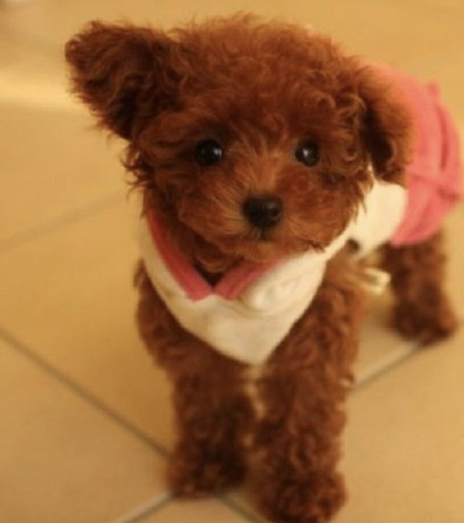 Пудель карликовый золотистый