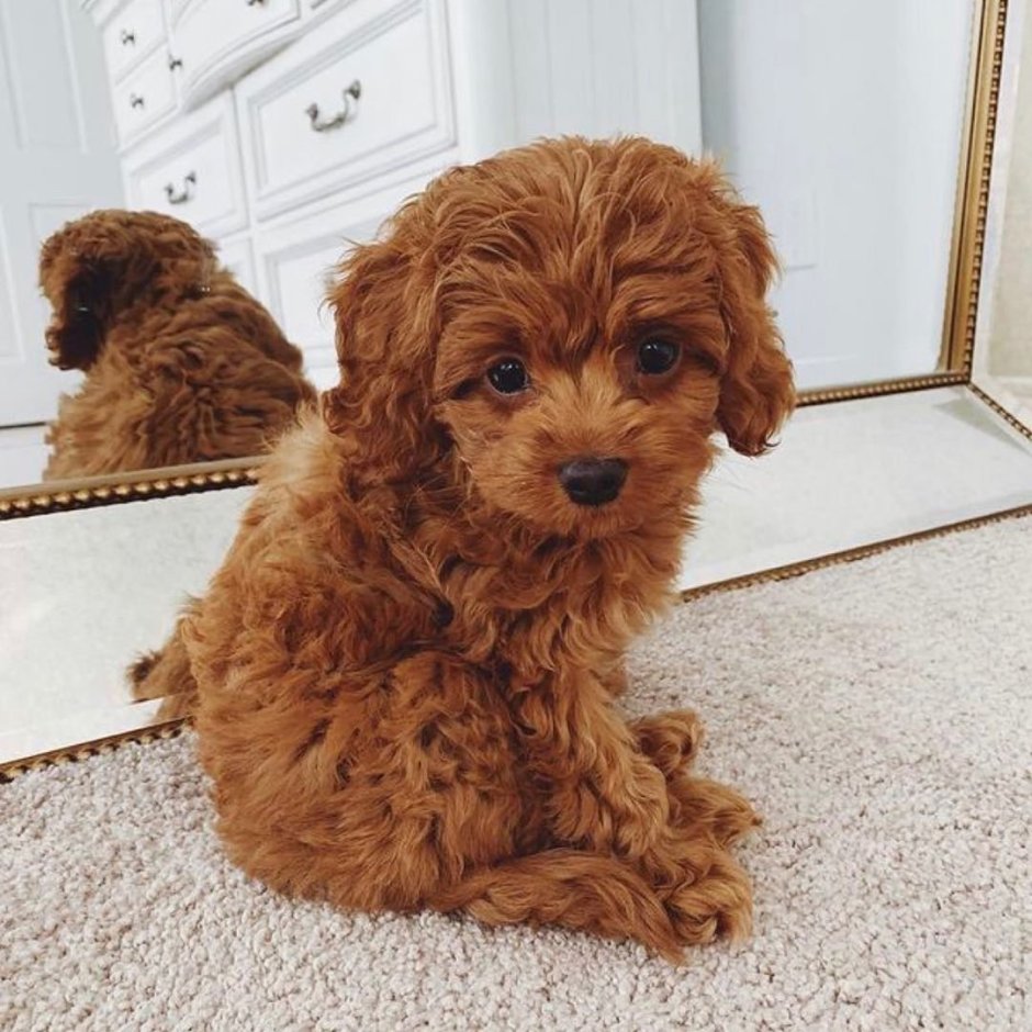 Карликовый пудель