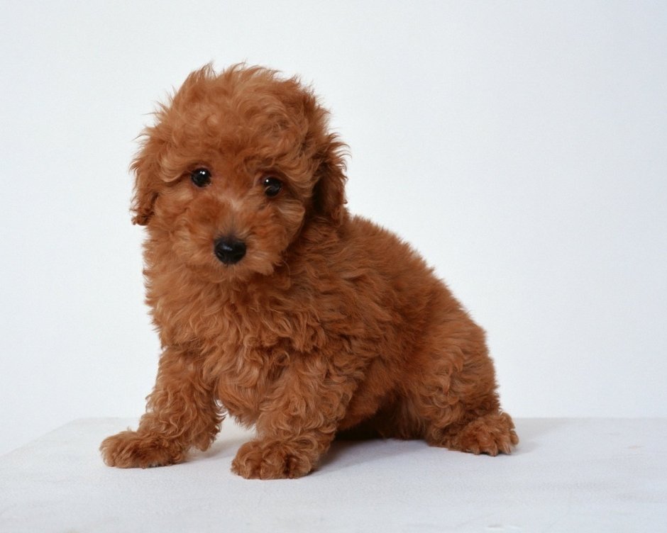 Собачка карликовый пудель