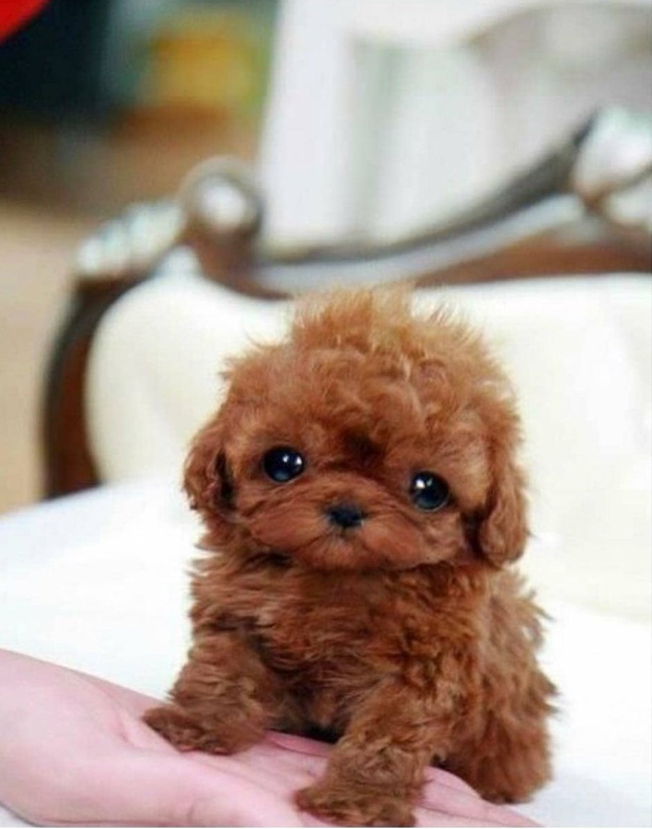 Мальтипу ред Браун