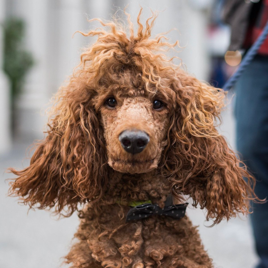 Лабрадудль мини