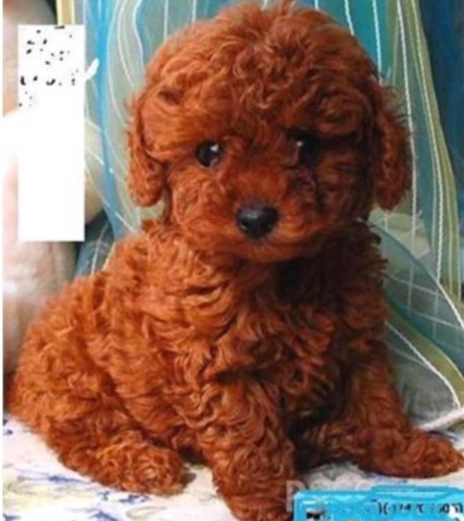 Пудель короткошерстный