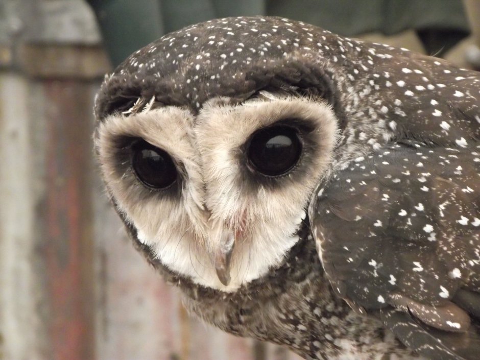 Australian White Owl