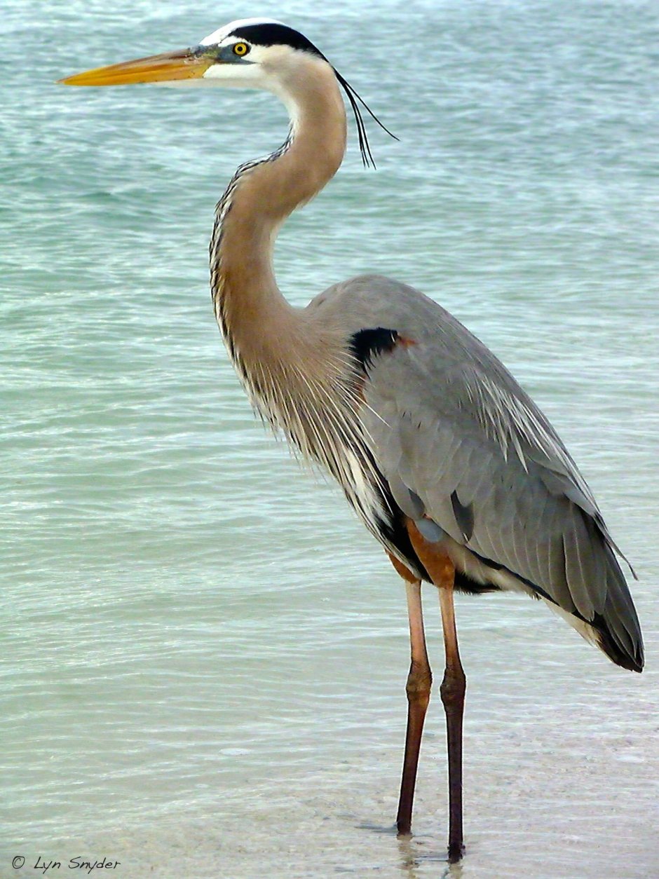 Heron хцди