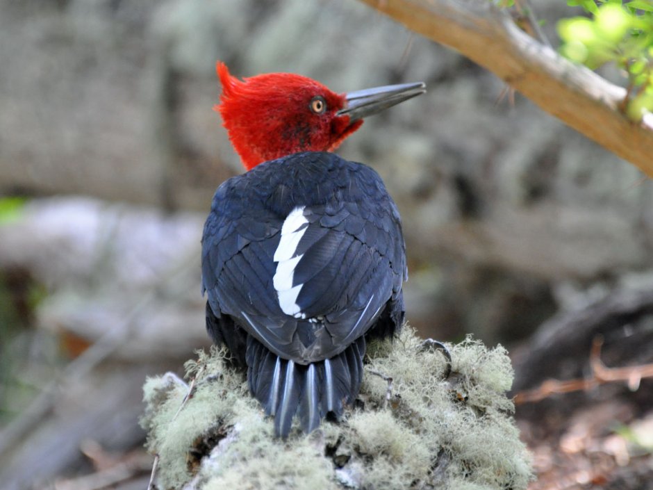 Campephilus guatemalensis