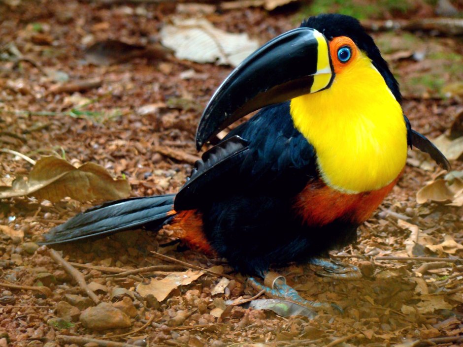 Agami Heron