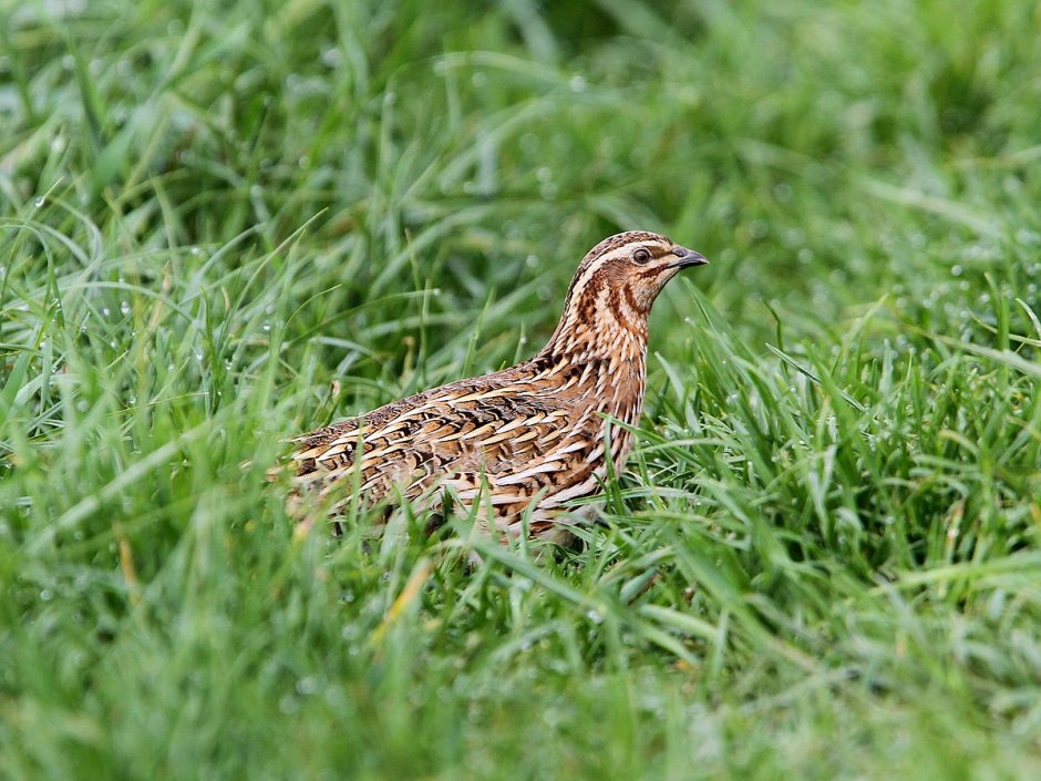 Перепел обыкновенный , перепёлка (Coturnix Coturnix)