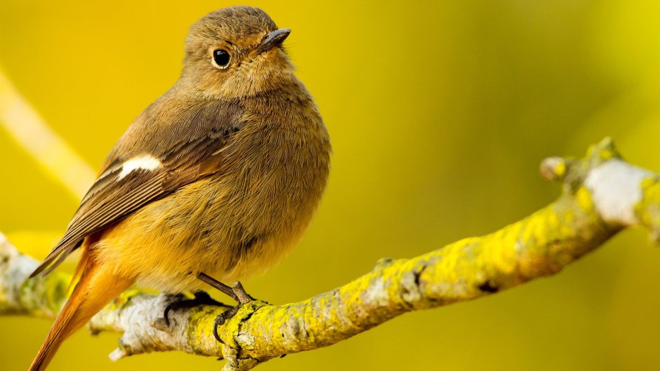 Prothonotary Warbler