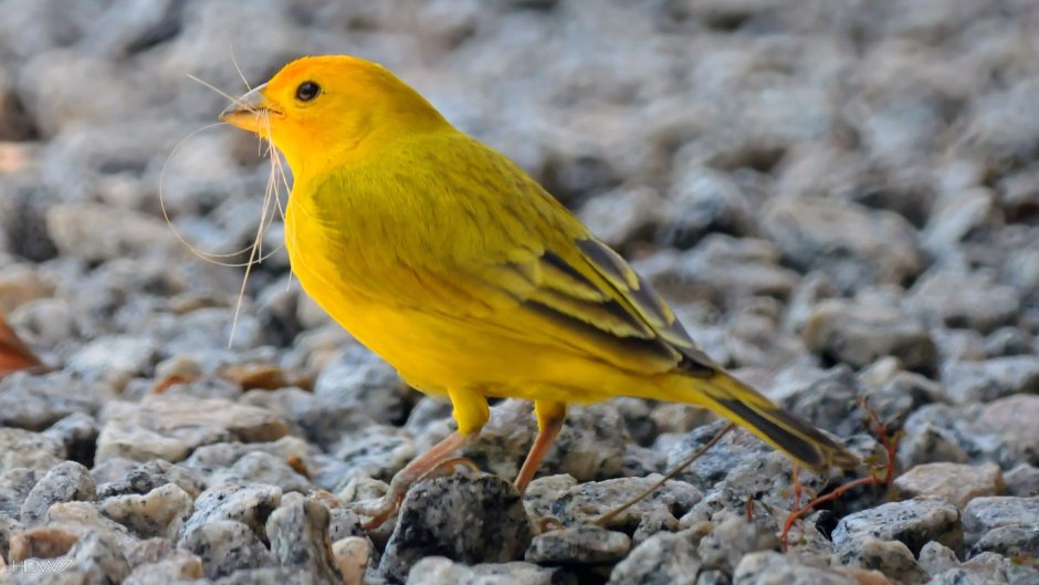 American Goldfinch птица