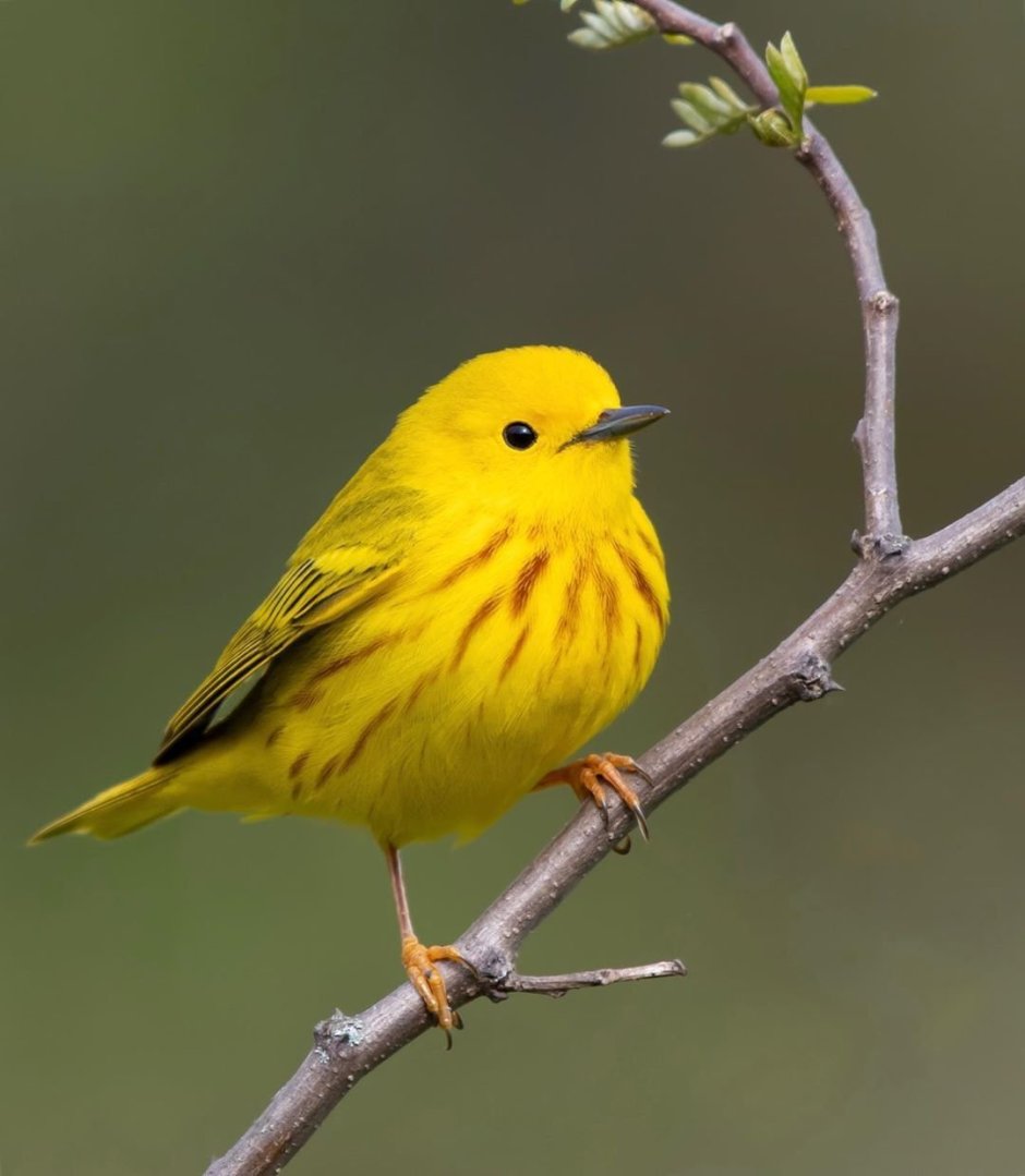 Robin Bird Yellow