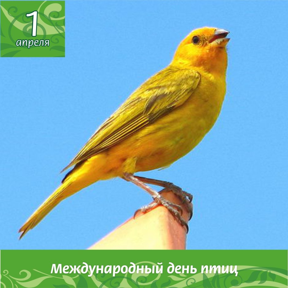 Регент медоед птица