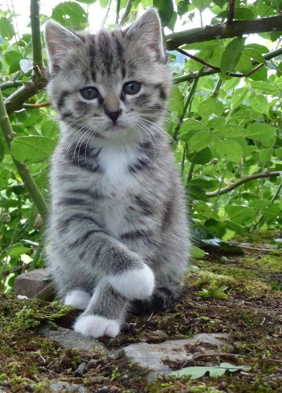 Азиатская табби кошка полосатая