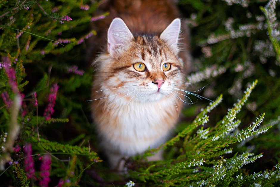 Пушистая полосатая кошка