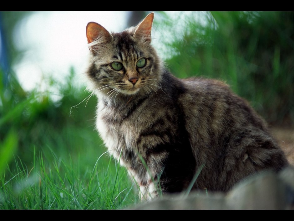 Европейская короткошерстная кошка табби