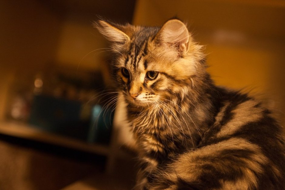 Сибирская кошка табби