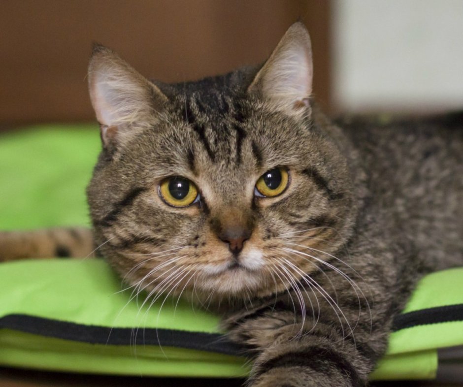 Метис порода кошек