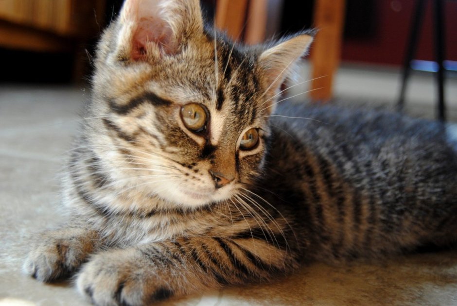 Сибирская голубая табби