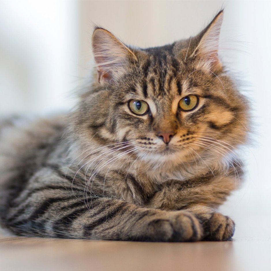 Сибирская кошка табби и Вайт