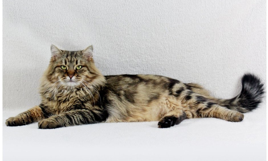 Сибирские котята