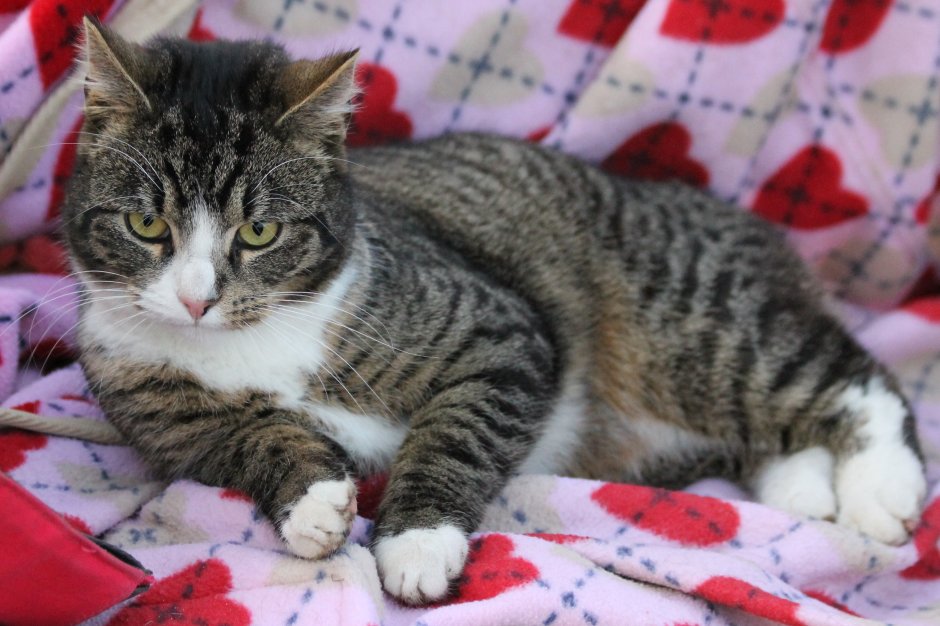 Европейская короткошерстная кошка табби
