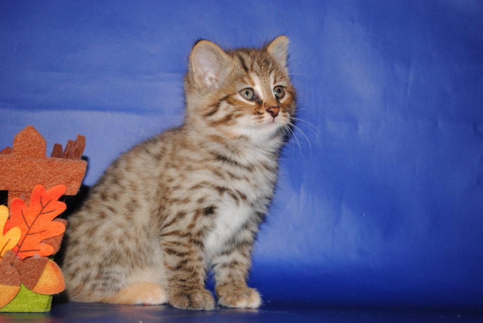 Беспородные кошки табби