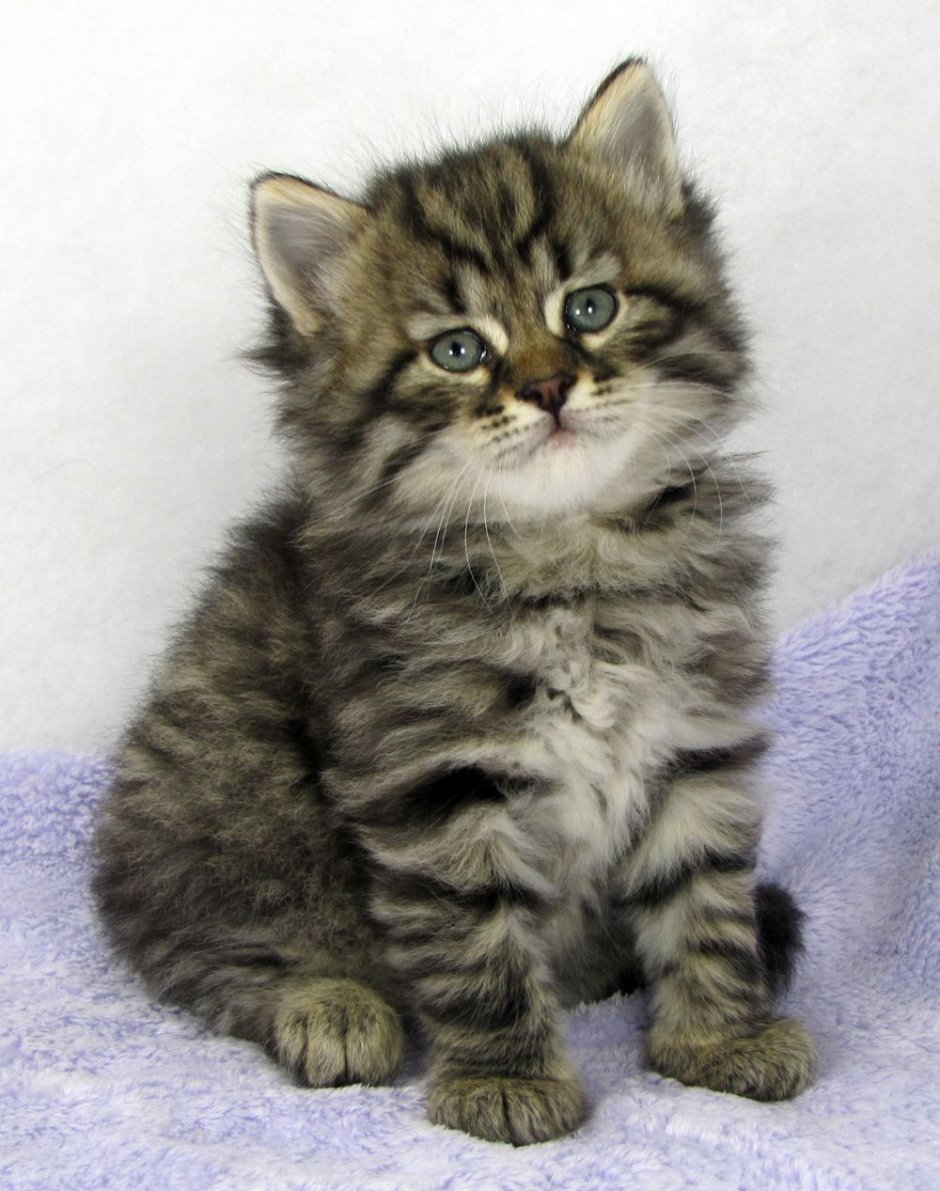 Европейская короткошерстная кошка табби