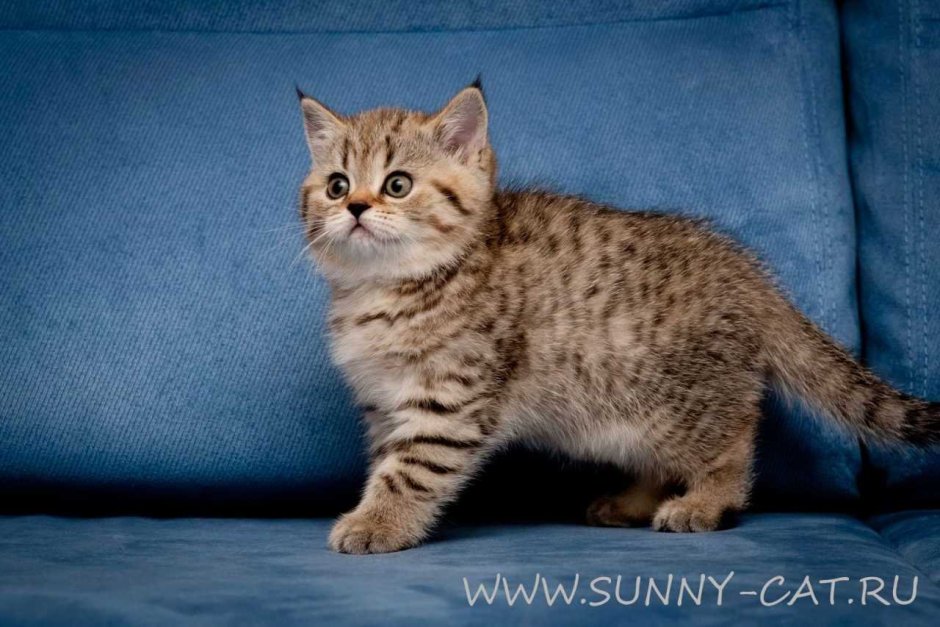 Европейская короткошерстная табби рыжий