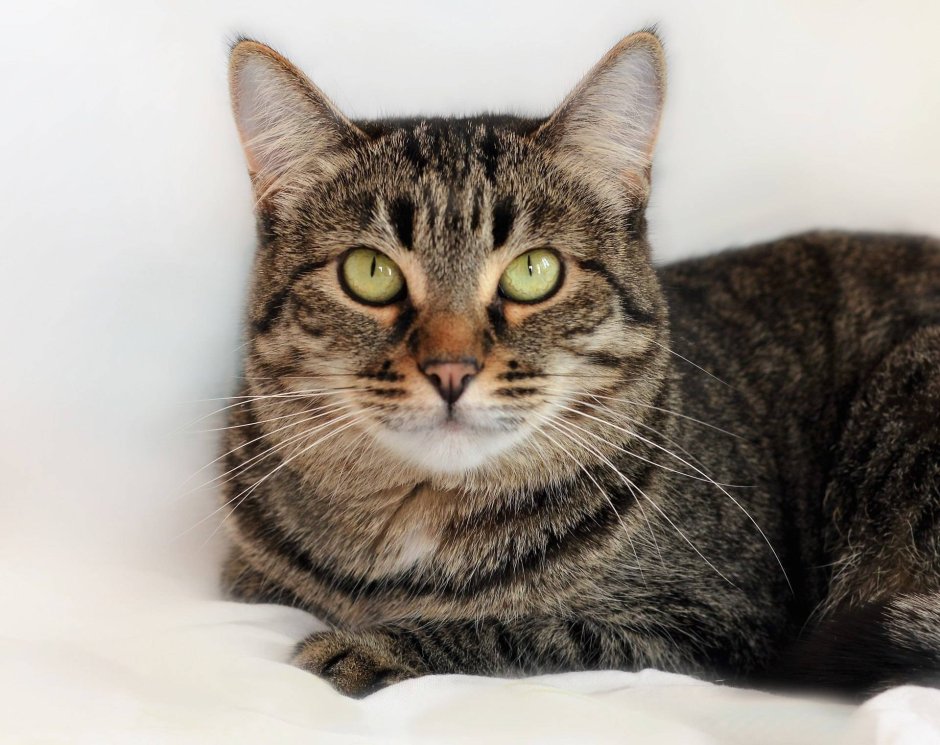 Сибирская кошка табби